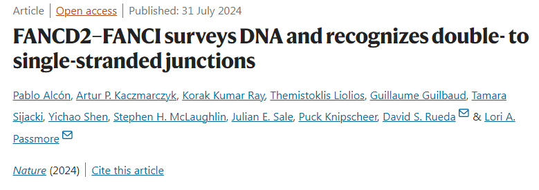 FANCD2-FANCI調(diào)查DNA并識(shí)別雙鏈至單鏈連接 FANCD2-FANCI調(diào)查DNA并識(shí)別雙鏈至單鏈連接