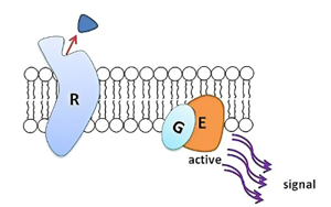 Cell子刊：獨(dú)特的機(jī)制保護(hù)胰腺細(xì)胞免受炎癥的影響