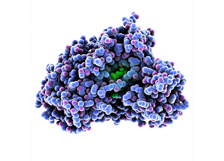 抗壞血酸氧化酶(AOX) 抗壞血酸氧化酶(AOX)