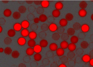 紅色羧基聚苯乙烯微球，粒徑300nm，4%固含量